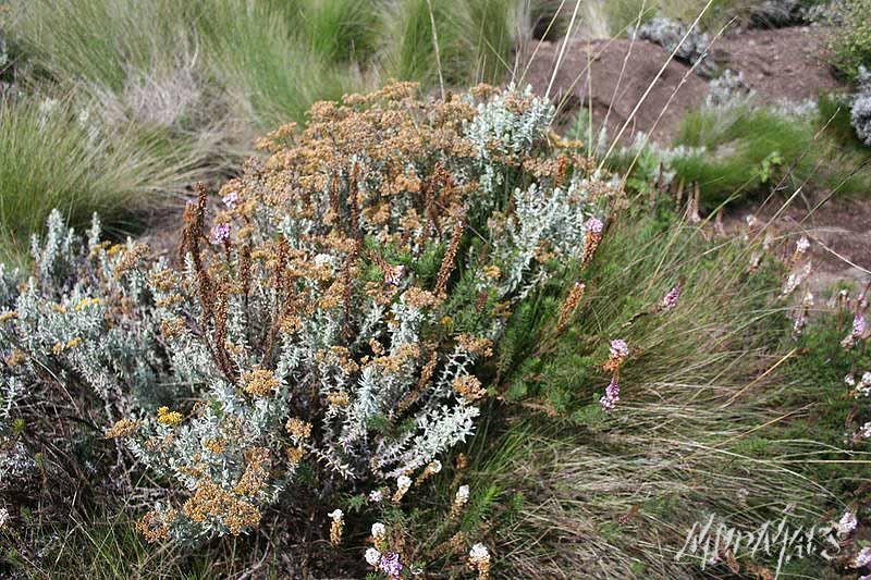 Mud Maps Africa Kili 2246